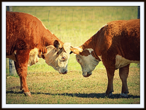 Bull Session: Two bulls have a tête-à-tête at the LBJ Ranch near Johnson City, Texas